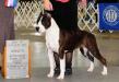 GCH DN CGC TKN Dickies DP’s Absolute Proud Mary
