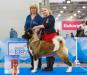 RUS GCH, EUR/RKF/BLR/LT/EST CH, RUS/RKF/LT/BLR/EST JCH Redient Pure Love At Ayrek-Dart