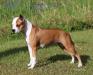 AKC Major Pointed UKC CH Eternity's Fire In The Skyy