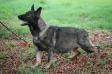  Kira Mountain Wolves