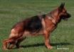 Rayna vom Mittelwest