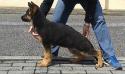 Bruce Do Rossio D`Orik