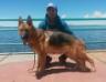 Ice de K-9