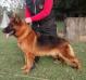 ENZO DO COLOGNESE