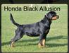 BUL & MOL & MK CH, GCH BUL HONDA BLACK ALLUSION