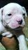  My Precious of Paparazzi Kennels
