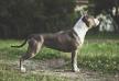 JCHRUS, CHRUS, CHRKF Cassiopeia S Planety Zvezd