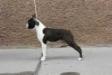 J.Ch.AT, J.Ch.SK, Primo Cavaliere regal destiny