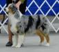 AKC GCh. Copperridge's You Wear it Well