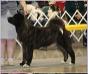 AKC GCH Liberty's The Great And Powerful At Kaizen