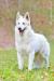 German Champion VDH, German Champion BVWS Buran