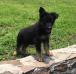 Bagheera Von der Ugalco