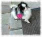  Dolce Vita's Panda Bear Of Cherubacres