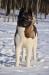 INT'L/BLR/RUS/UKR/LV/LT/EST/BALT CH, RUS JCH Dan-Star-Kom Hakiko