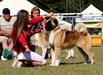 UK CH Dykebar Revenge Is Sweet At Stecal
