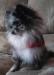  Wessel Magic Merlin