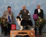 GOLD AKC GCH. Breezy Oaks Celebrity Apprentice