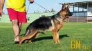 Dias Vardar Wolf