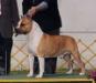 AKC Ch Benmars Ring Master