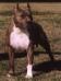 AKC Ch Garrette's Al E Gator