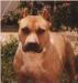 AKC Ch Benmar's Hickory Knot