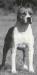 AKC Ch Fraja EC Ruff Ryder