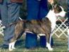 AKC Ch Fraja EC Winning Ticket