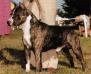 AKC Ch Fraja EC Dodge City