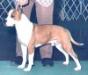 AKC Ch BIS BISS Sindelar's Sonny Boy of Tara