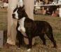 AKC Ch Fraja's Tunder Battery