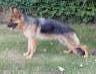 Toilers Roxy