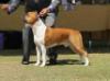 BISS GR CH Majestic Staffs California Gran Reserva