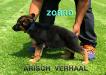 ZORRO VON ARISCH VERHAAL