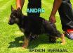 ANDRE VON ARISCH VERHAAL