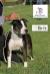 JCh BG,JCh MK,JCh GR,Ch GR,Grand Ch GR,Top Amstaff GR'17 Ring Legend's Ronda Rosy