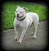  Byfb Layca