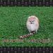  Dolce Vita's Teddy Rumpxin
