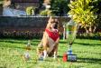 Best in Show Mada dog show 2017 Lobotown Right Staf Double D