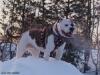  Bull Baiting Dog Robbery