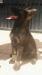 GHOST AK ALACRAN OF k-9 TOP TRAINING
