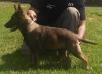MERLINA OF k-9 TOP TRAINING