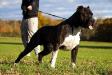 Warrior Bull de Raduca