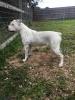  Hamp's Maya of JUB