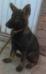 DASHA OF k-9 TOP TRAINING