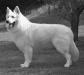 Falkor Floyd Lords of the White Shepherd