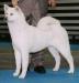 AKC CH Snowcrest's Ice Princess