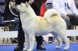 AKC GCH Snowcrest's Blu Ice