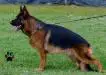 SG44 BSZS JKLR 2016 Wolf di Casa Nobili 2015