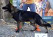 Bruno Marinchuk K-9