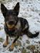 Karis CQB K-9